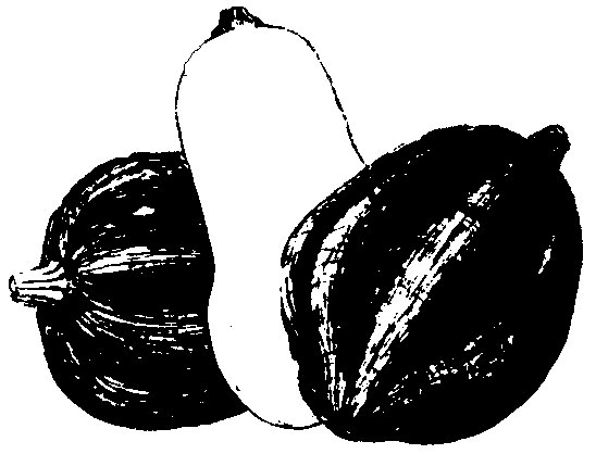 Winter Squash